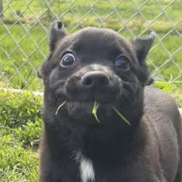 Bermuda, an adoptable mixed breed in Valparaiso, IN image 2/3