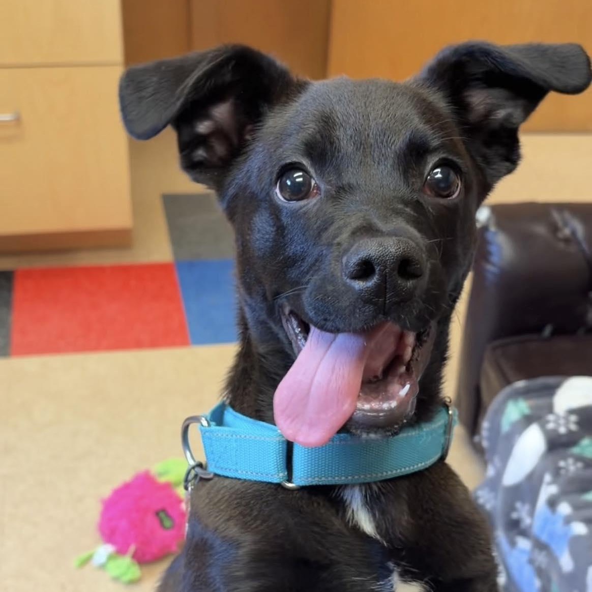 Bermuda, adoptable, Puppy Male Labrador Retriever & Beagle.