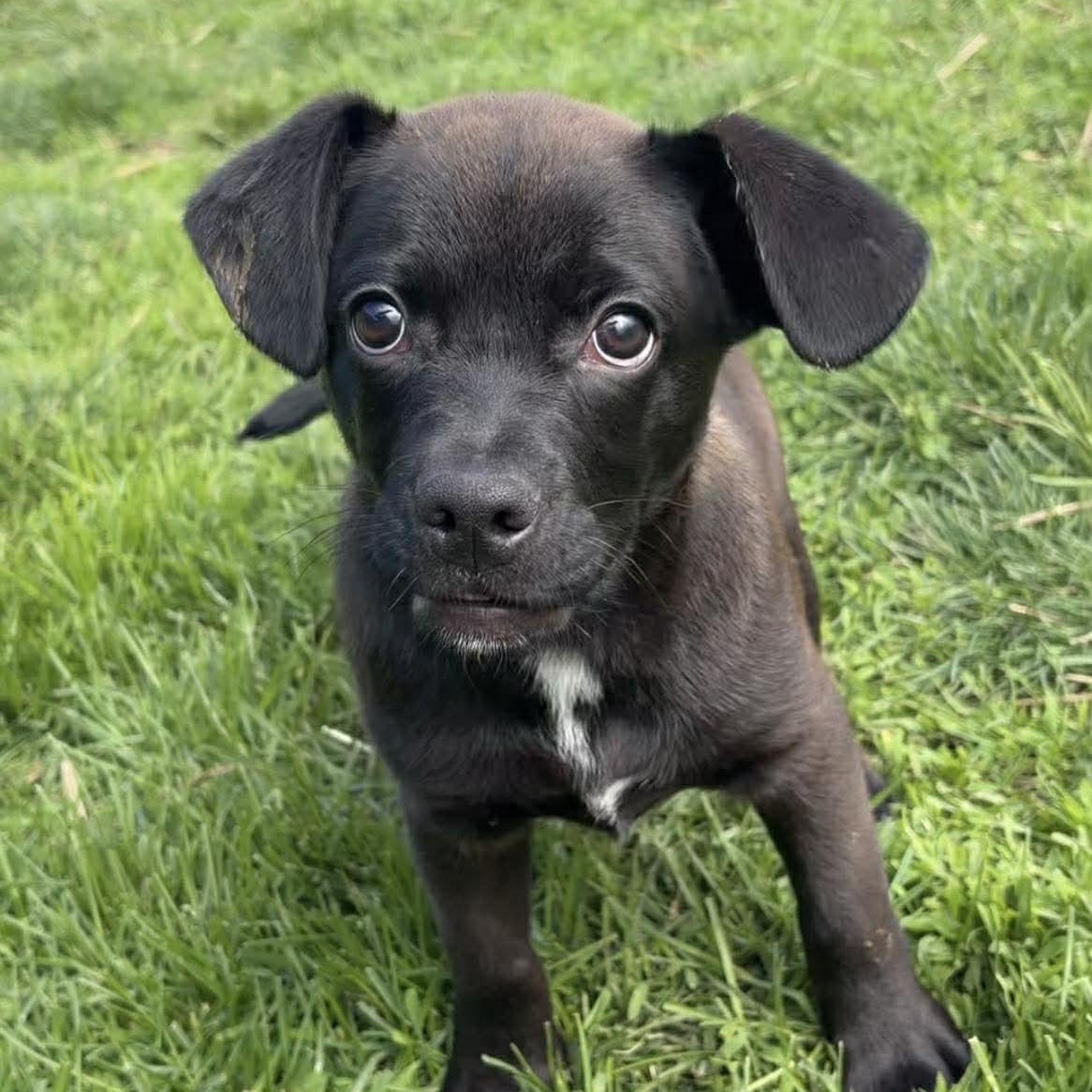 Bermuda, ADOPTABLE, Puppy Male Labrador Retriever & Beagle.