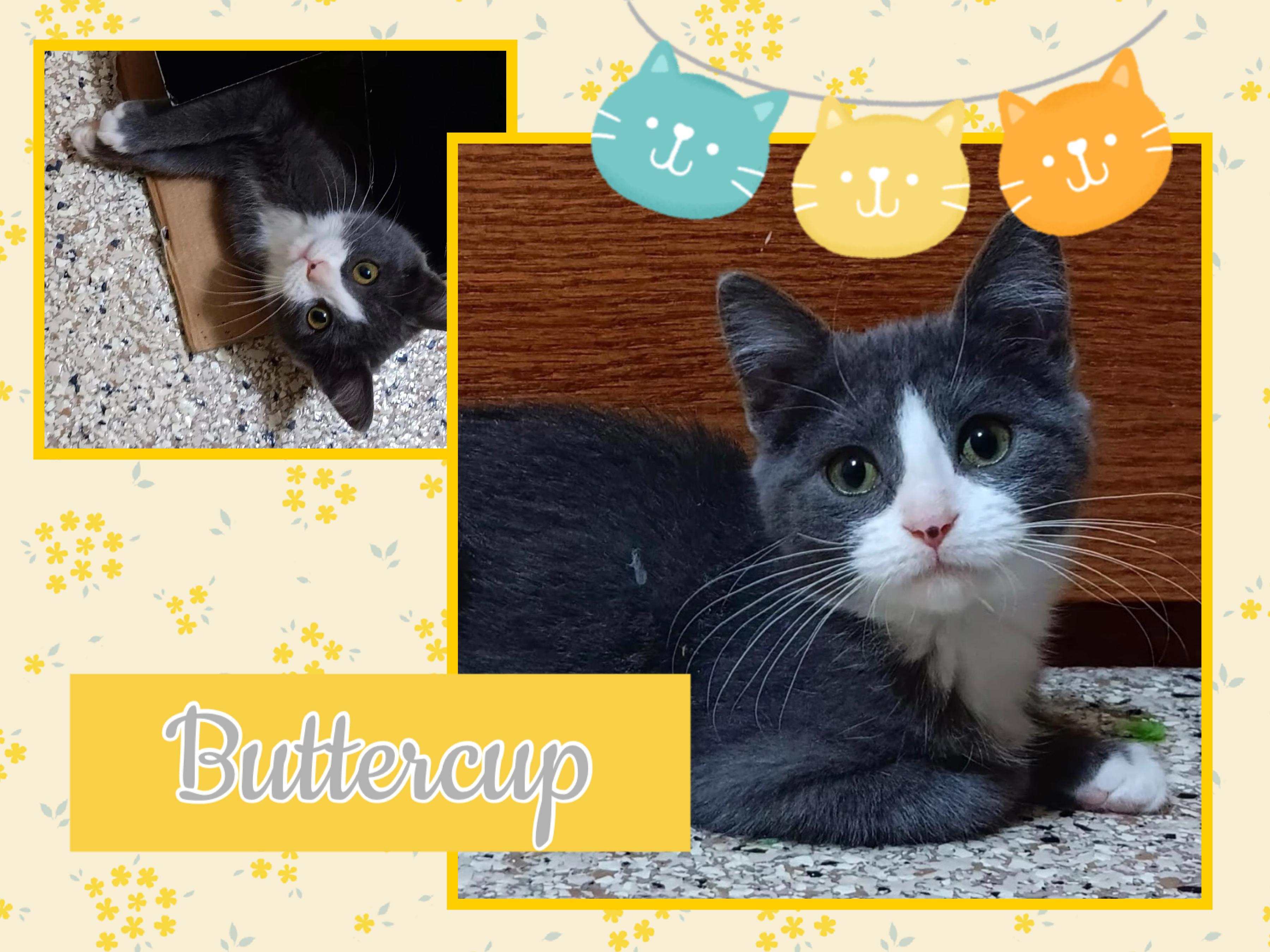 Buttercup thumbnail 2
