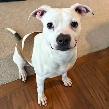Maddy, Adult Female Pit Bull Terrier