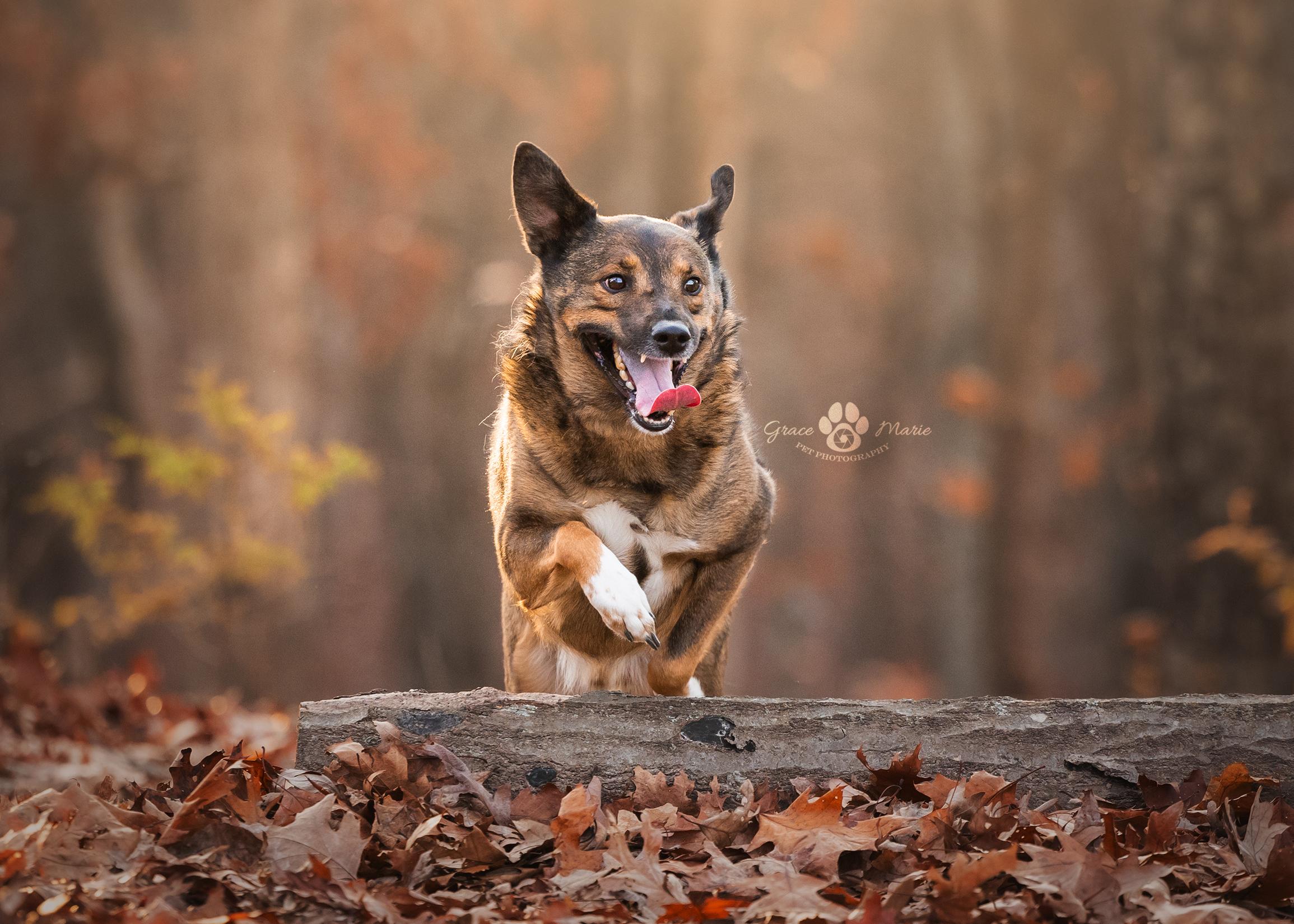 Enlarge Cedar, a Adoptable mixed breed in Saint Louis, MO image 5/5