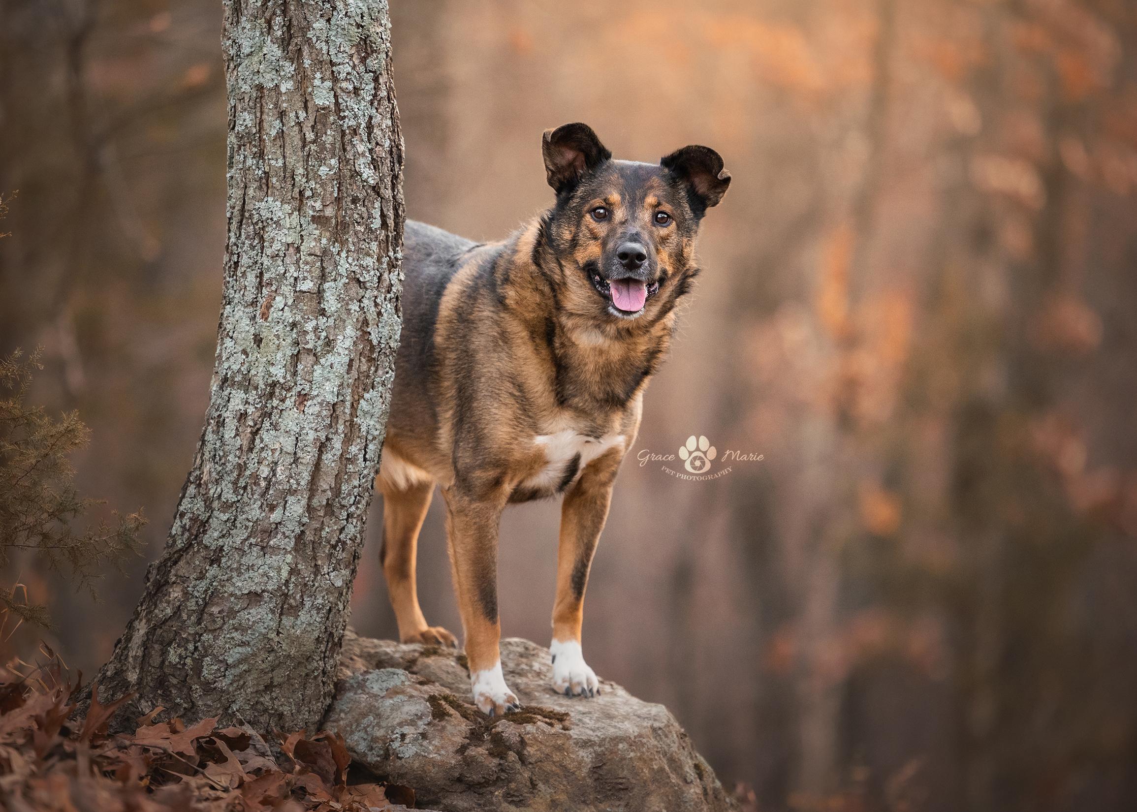 Enlarge Cedar, a Adoptable mixed breed in Saint Louis, MO image 1/5