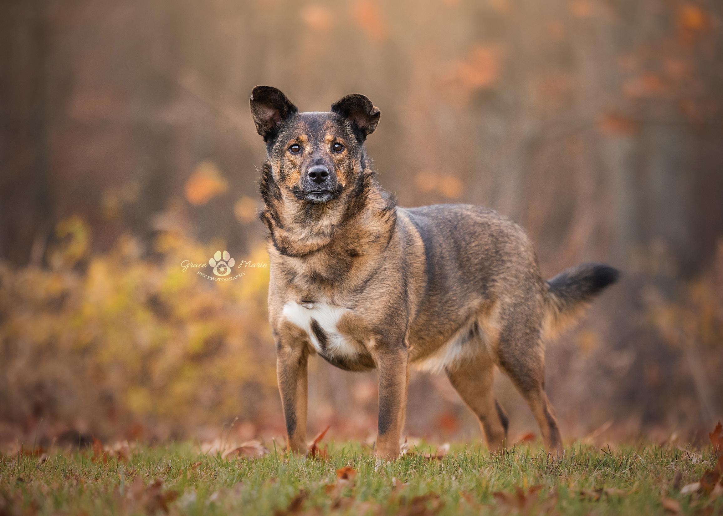 Enlarge Cedar, a Adoptable mixed breed in Saint Louis, MO image 3/5
