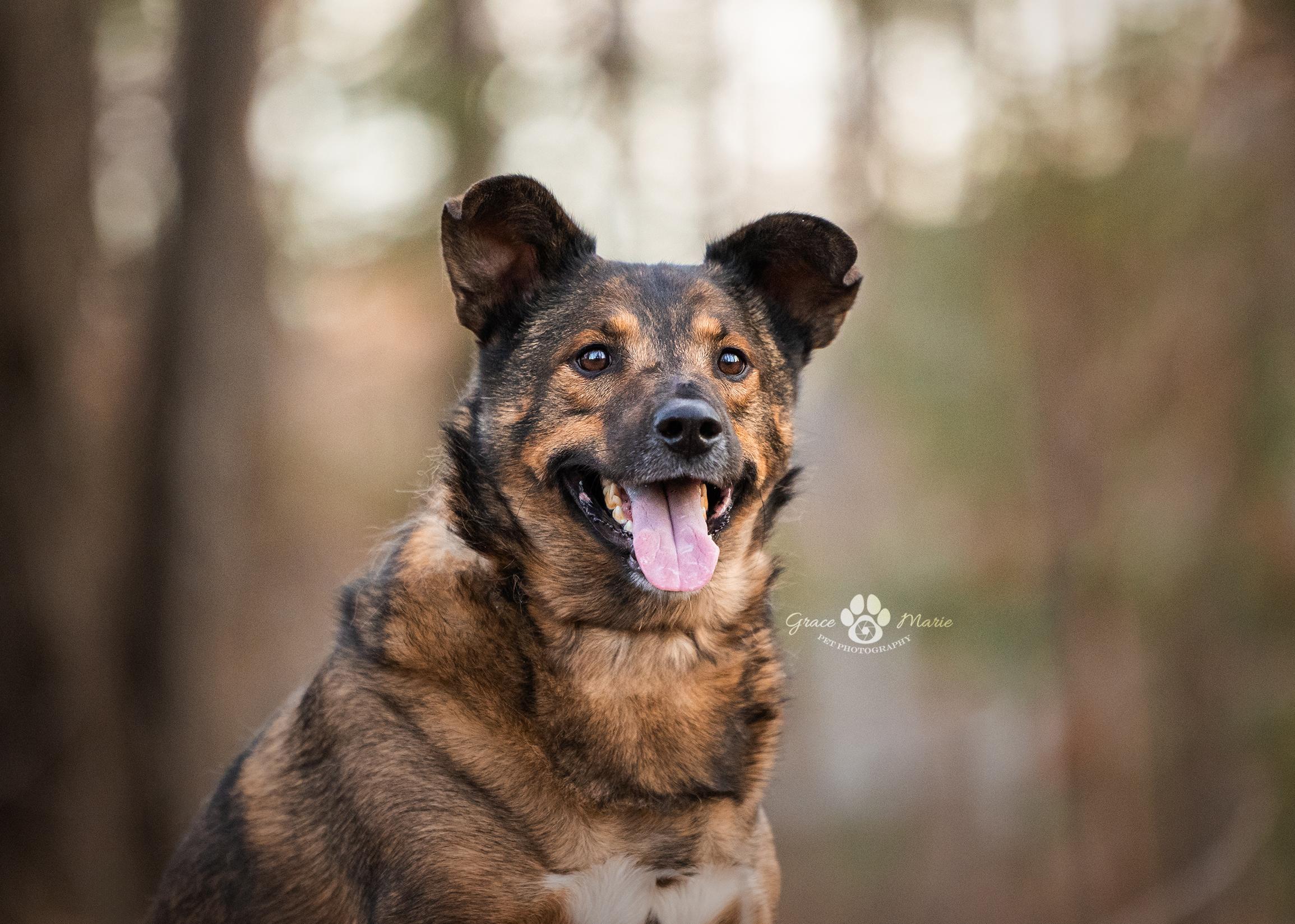 Enlarge Cedar, a Adoptable mixed breed in Saint Louis, MO image 4/5