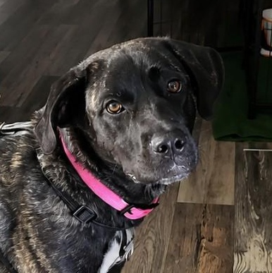 Rain, ADOPTABLE, Young Female Labrador Retriever.