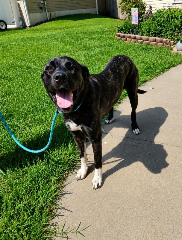 Rain, a ADOPTABLE Labrador Retriever in Sedalia, MO image 2/5
