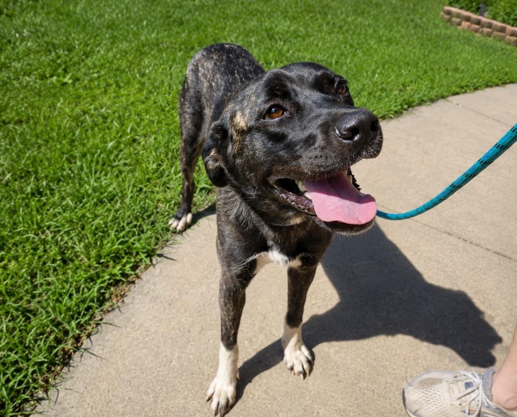 Rain, a ADOPTABLE Labrador Retriever in Sedalia, MO image 3/5