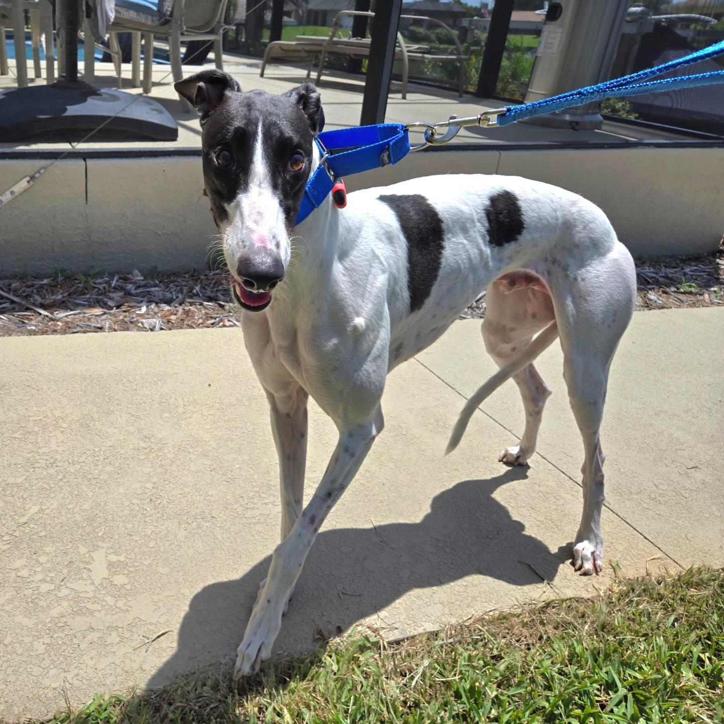 Arroyo Gordon (Gordon), a Adopted Greyhound in Tarpon Springs, FL image 1/6