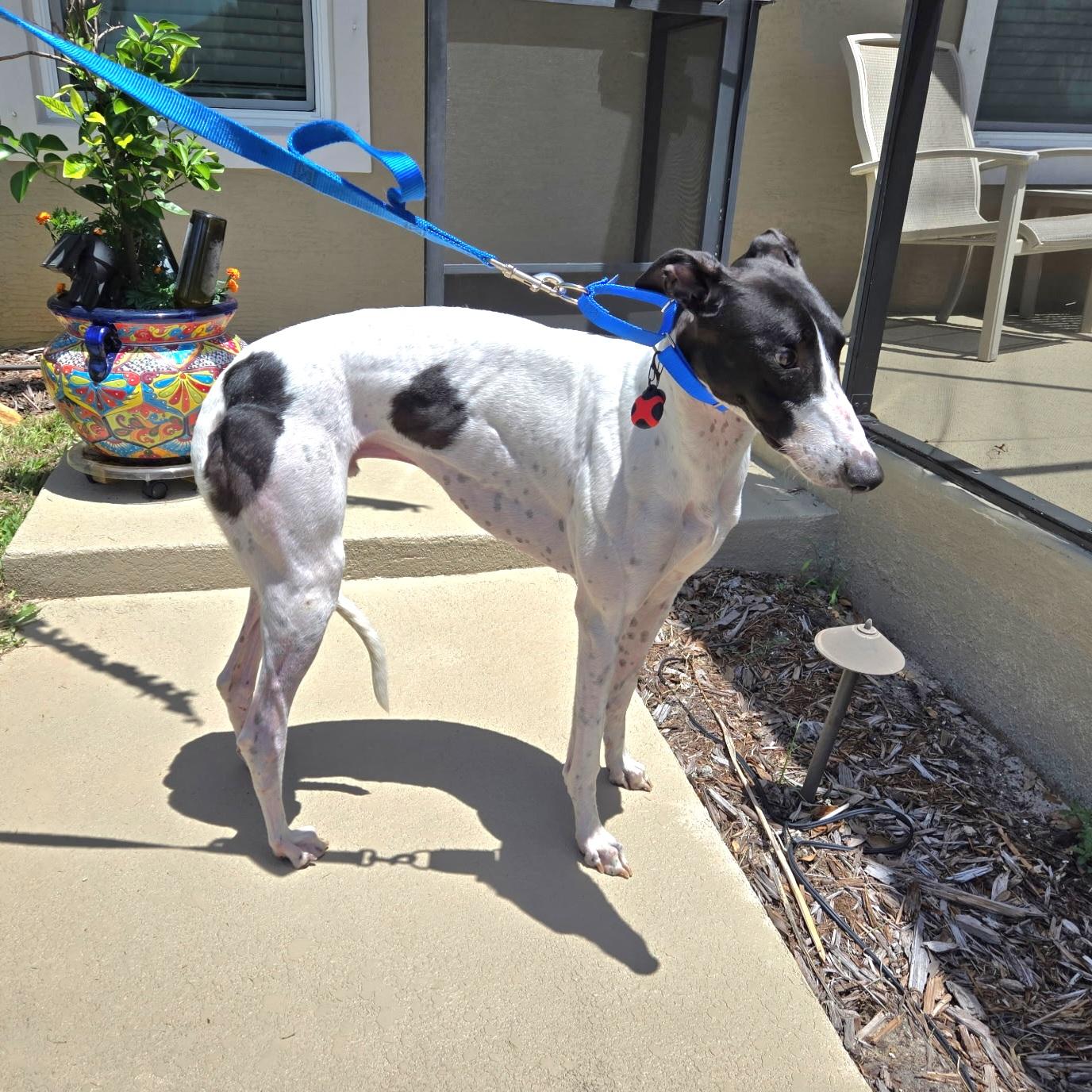 Arroyo Gordon (Gordon), a Adopted Greyhound in Tarpon Springs, FL image 2/6