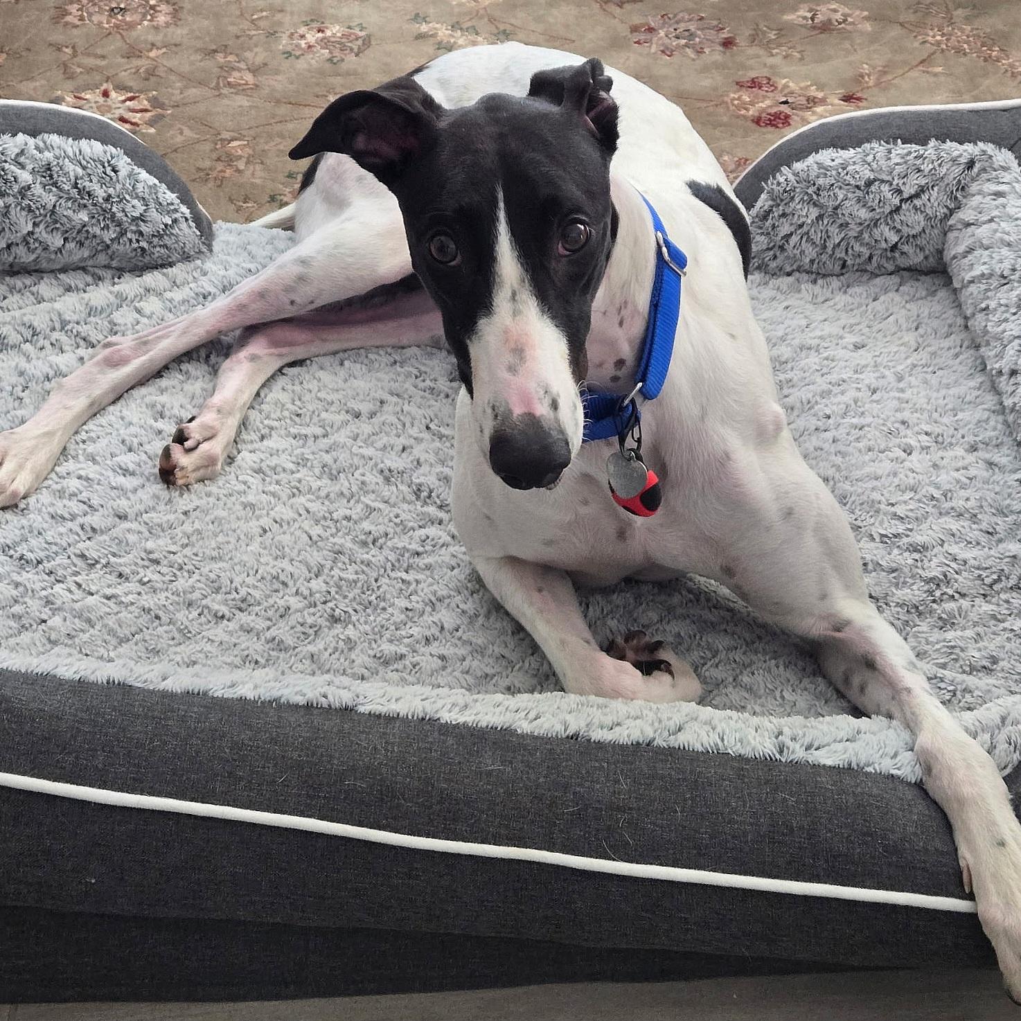 Arroyo Gordon (Gordon), a Adopted Greyhound in Tarpon Springs, FL image 3/6
