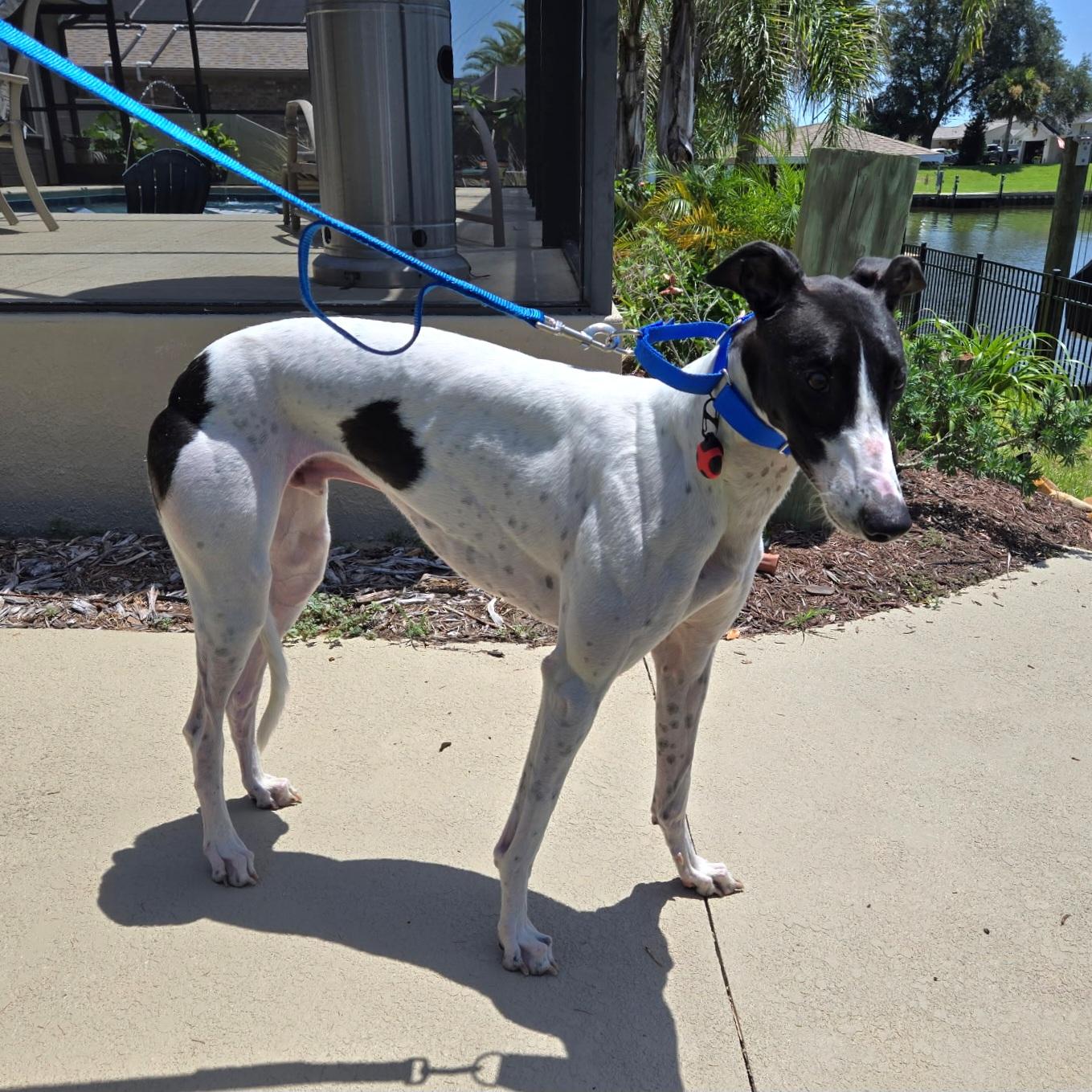 Arroyo Gordon (Gordon), a Adopted Greyhound in Tarpon Springs, FL image 4/6