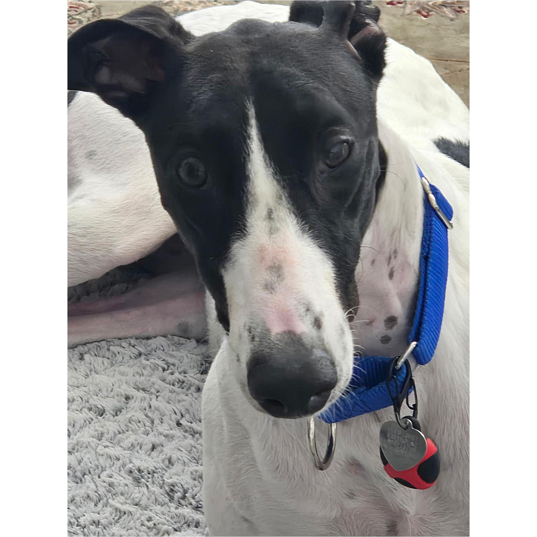 Arroyo Gordon (Gordon), a Adopted Greyhound in Tarpon Springs, FL image 5/6