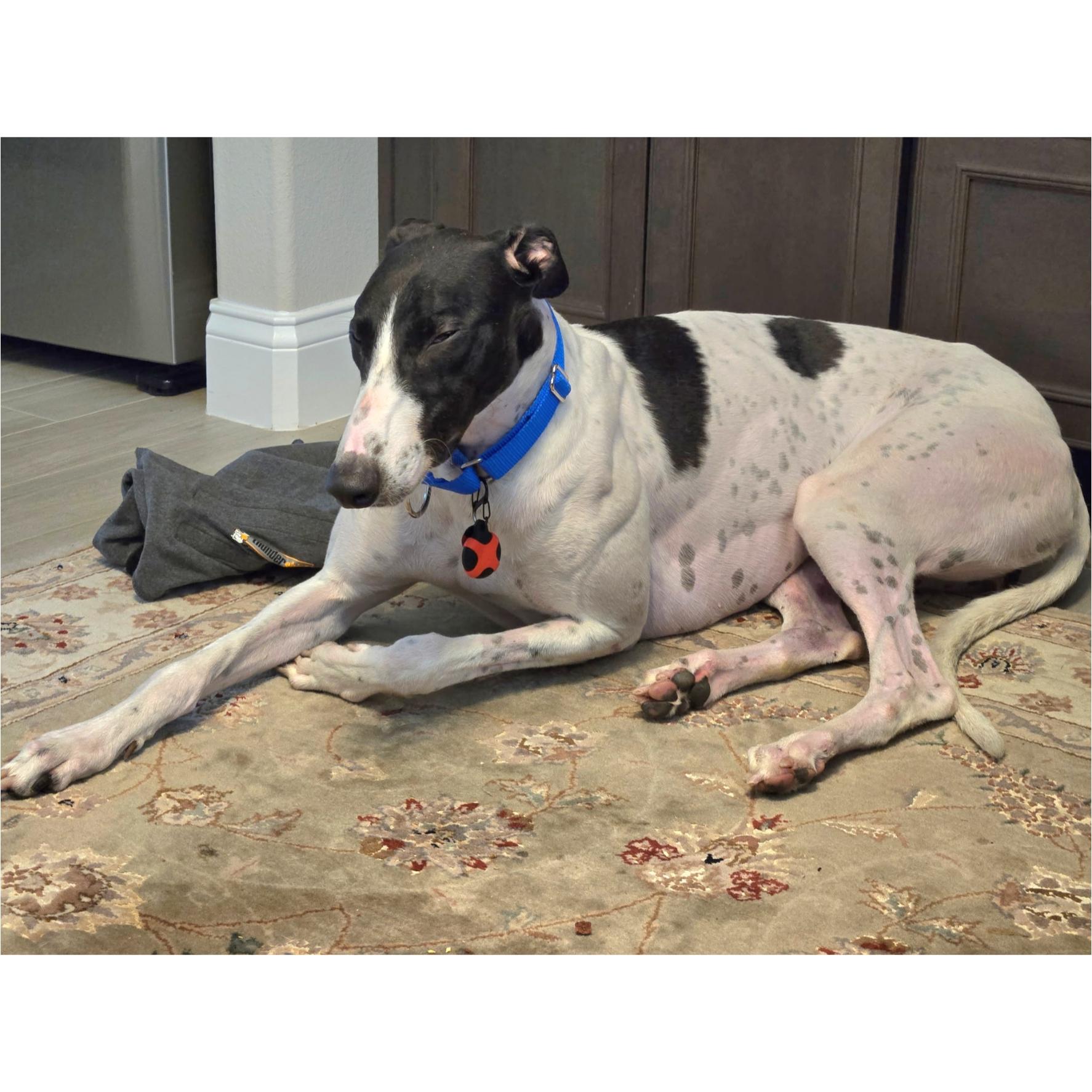 Arroyo Gordon (Gordon), a Adopted Greyhound in Tarpon Springs, FL image 6/6