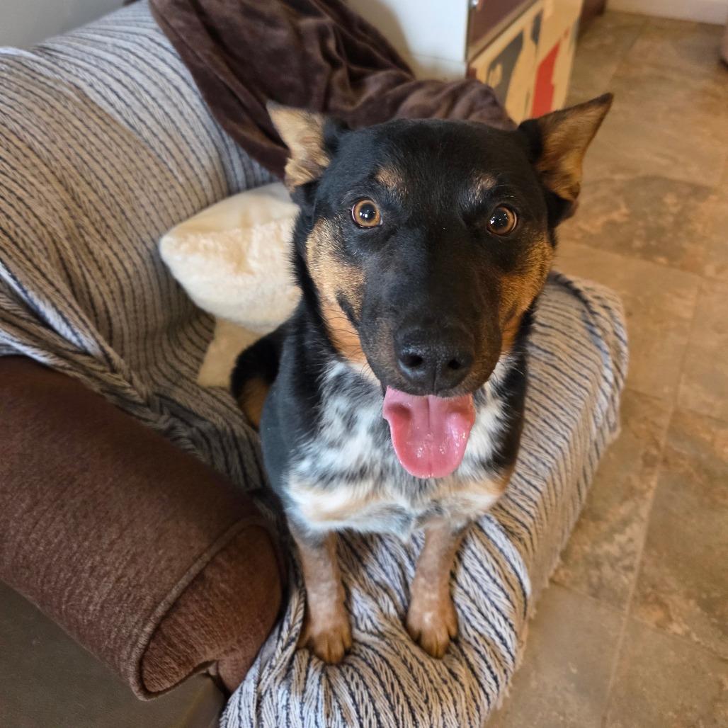 Myrtle, Adoptable, Adult Female Mixed Breed.