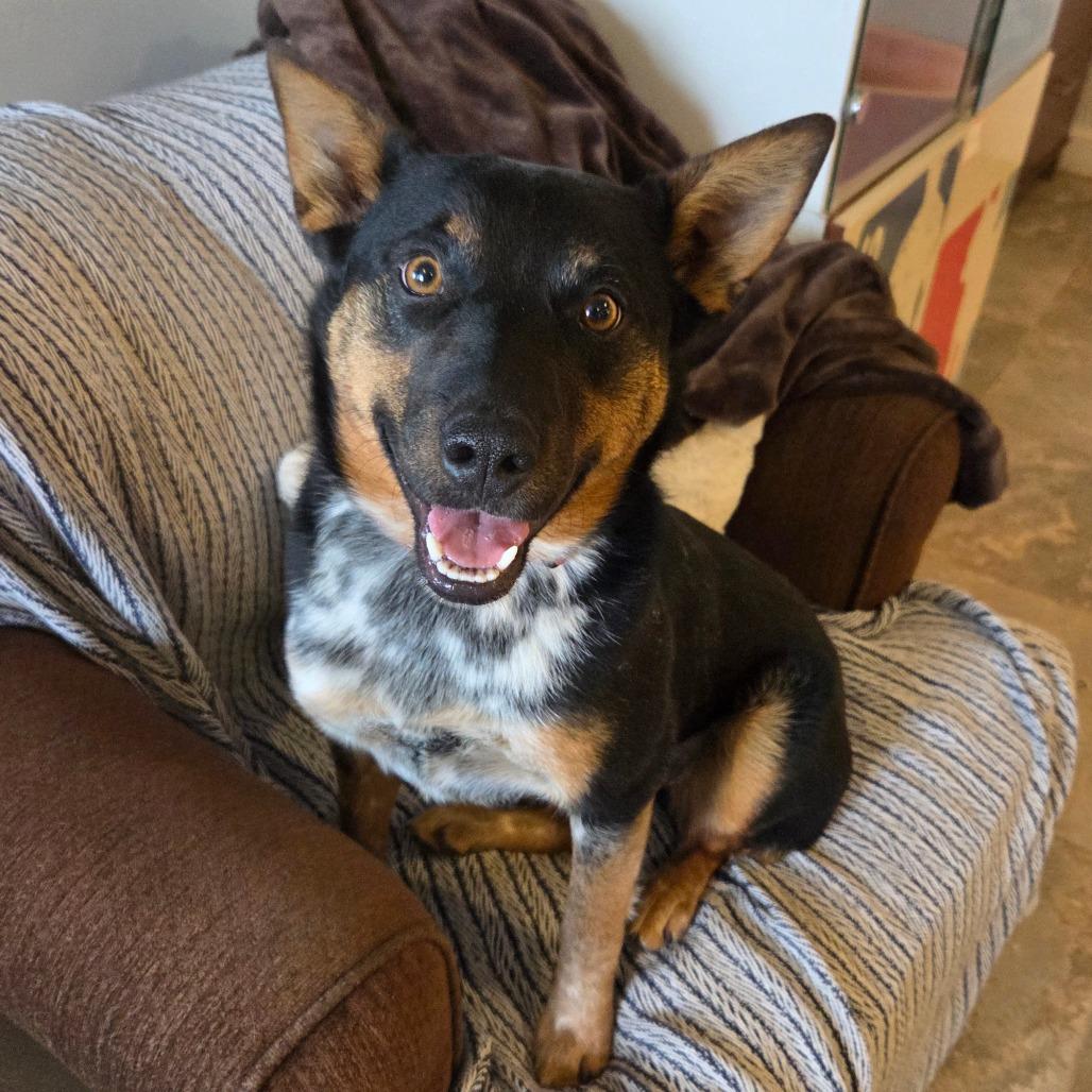 Myrtle, Adoptable, Adult Female Mixed Breed.