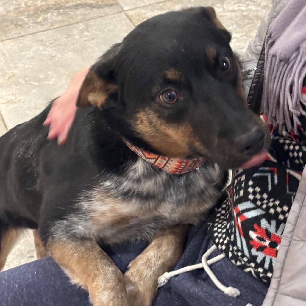 Myrtle, a Adoptable Mixed Breed in Park City, UT image 2/6