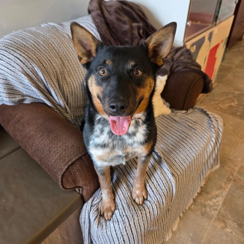 Myrtle, a Adoptable Mixed Breed in Park City, UT image 3/6