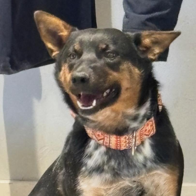 Myrtle, a Adoptable Mixed Breed in Park City, UT image 4/6