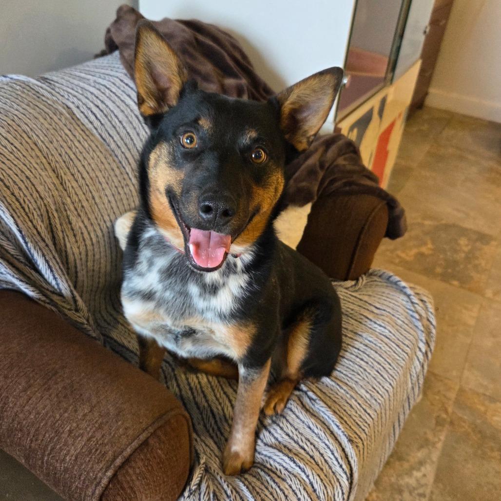 Myrtle, a Adoptable Mixed Breed in Park City, UT image 6/6