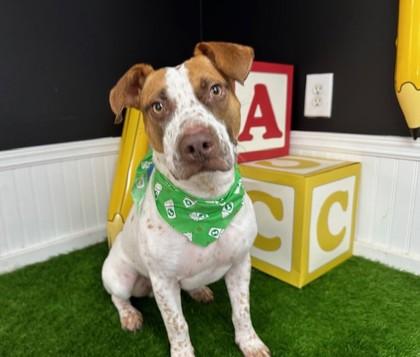 Enlarge Freckles, a Adoptable Mixed Breed in Port Allen, LA image 1/3