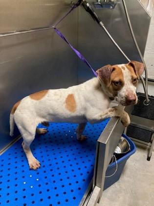 Freckles, Adoptable, Young Male Mixed Breed & Mixed Breed.