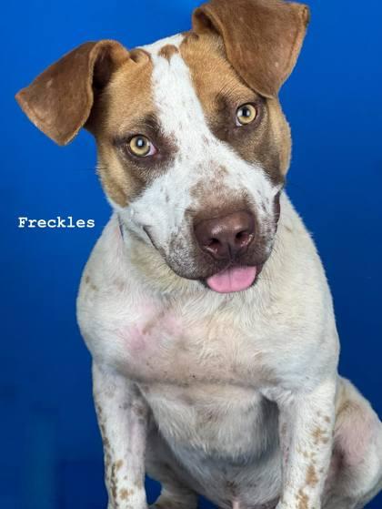 Enlarge Freckles, a Adoptable Mixed Breed in Port Allen, LA image 2/3