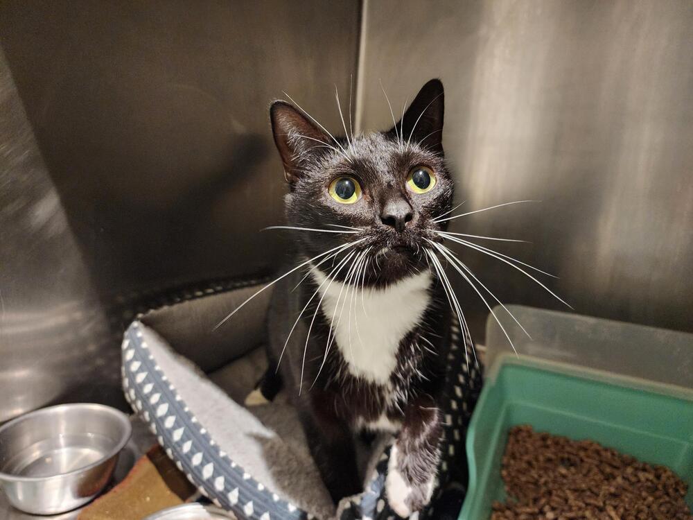 Enlarge Sage, a Adoptable Domestic Short Hair in Trenton, ME image 1/1