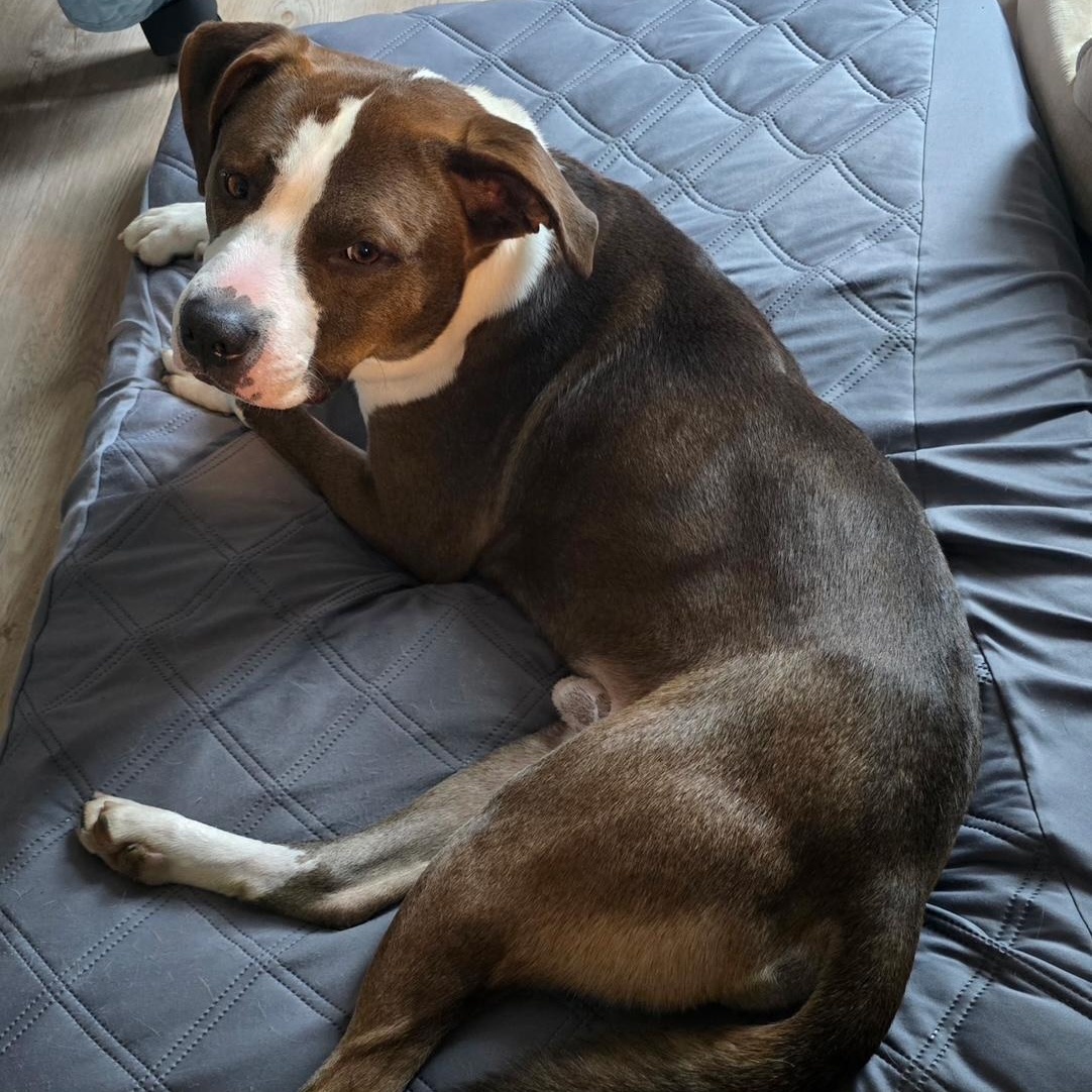 Enlarge Blaze, a other mixed breed in Richmond, VA image 5/6