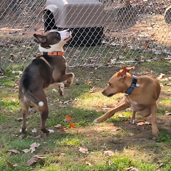 Enlarge Blaze, a other mixed breed in Richmond, VA image 3/6