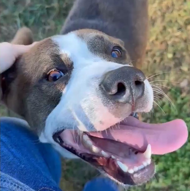 Enlarge Blaze, a other mixed breed in Richmond, VA image 1/6