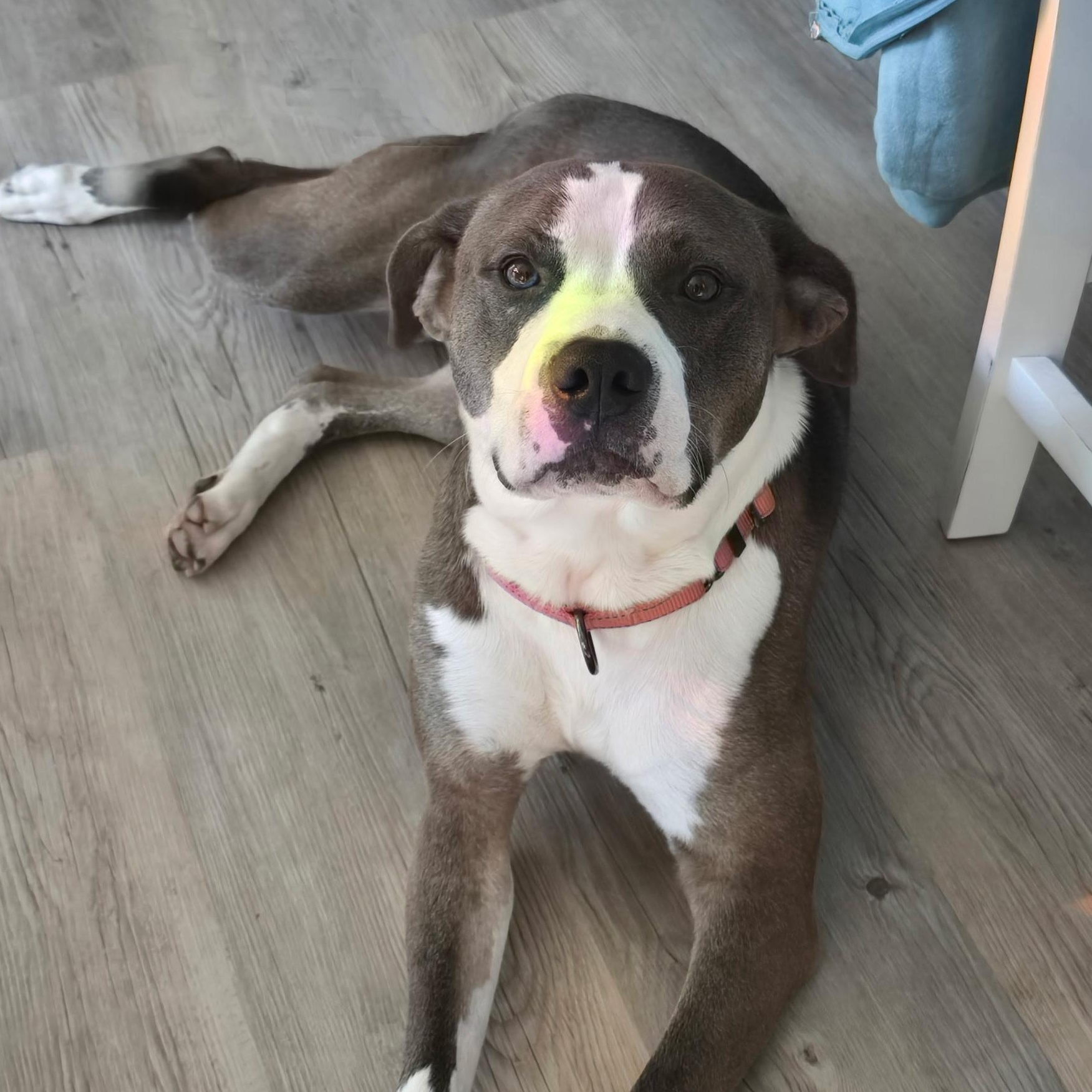 Enlarge Blaze, a other mixed breed in Richmond, VA image 4/6