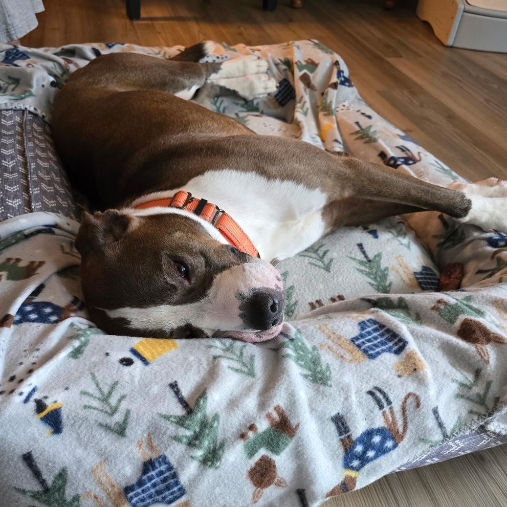 Enlarge Blaze, a other mixed breed in Richmond, VA image 2/6