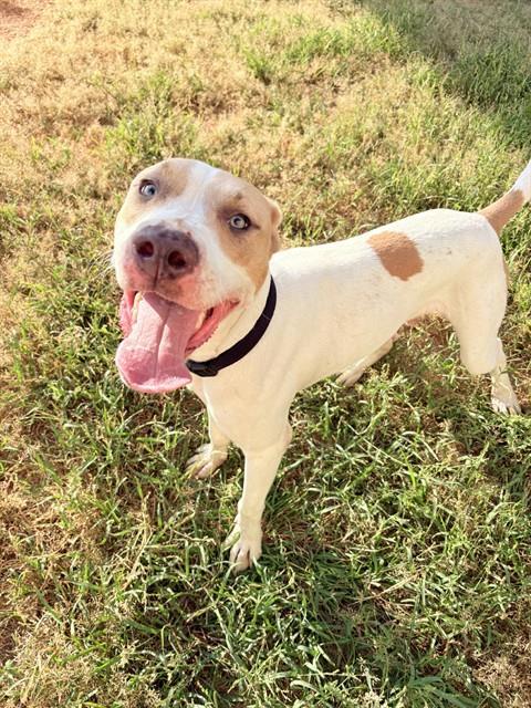 GHOST, Adoptable, Young Male Pit Bull Terrier & Mixed Breed.