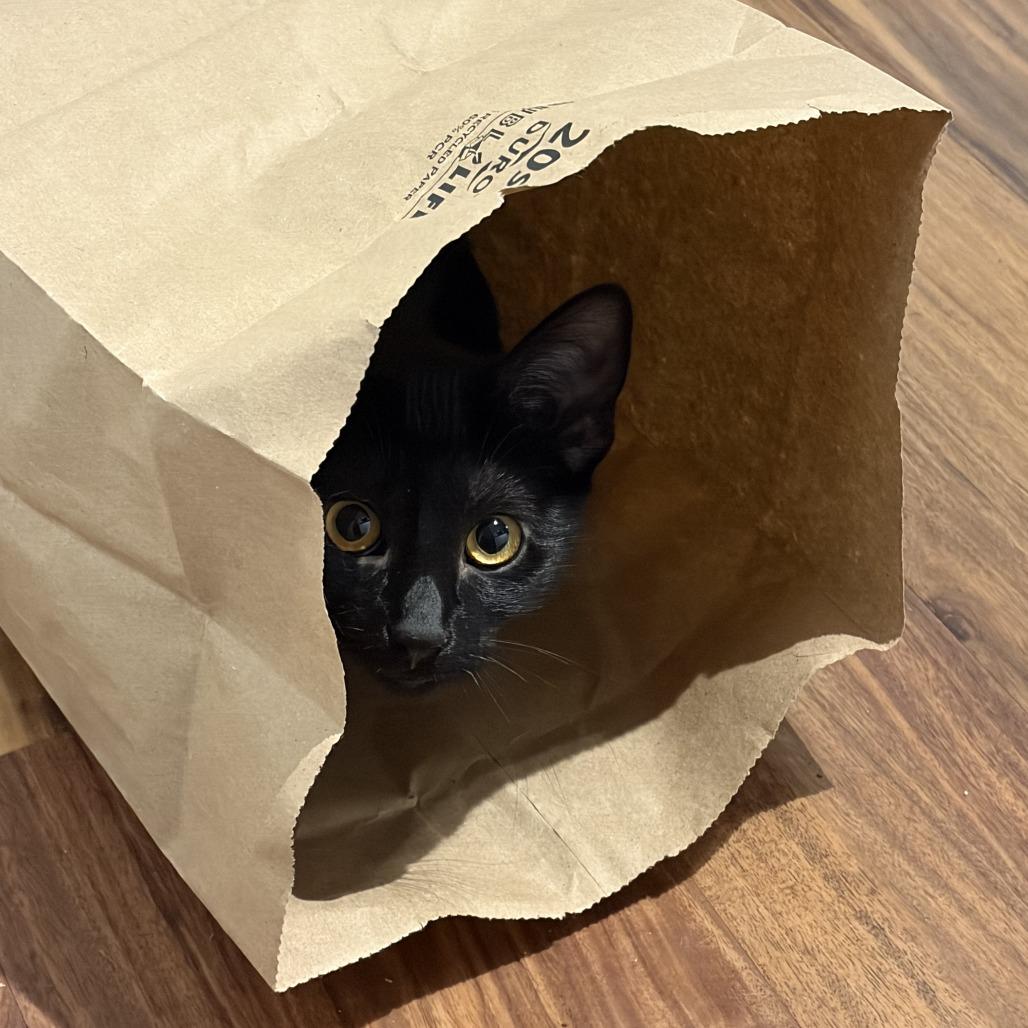 Cascade, a Adoptable Domestic Short Hair in Springfield, OR image 2/3