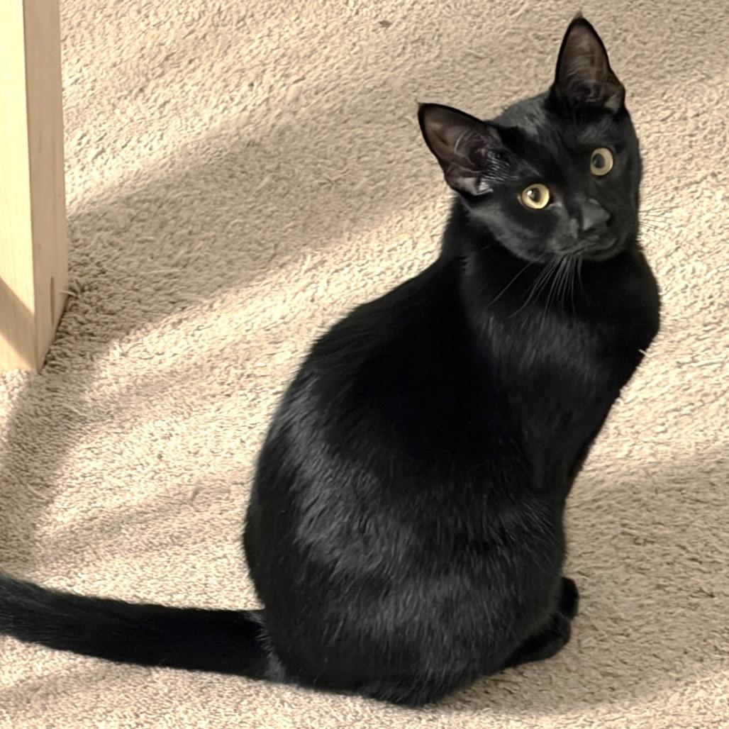 Cascade, a Adoptable Domestic Short Hair in Springfield, OR image 1/3