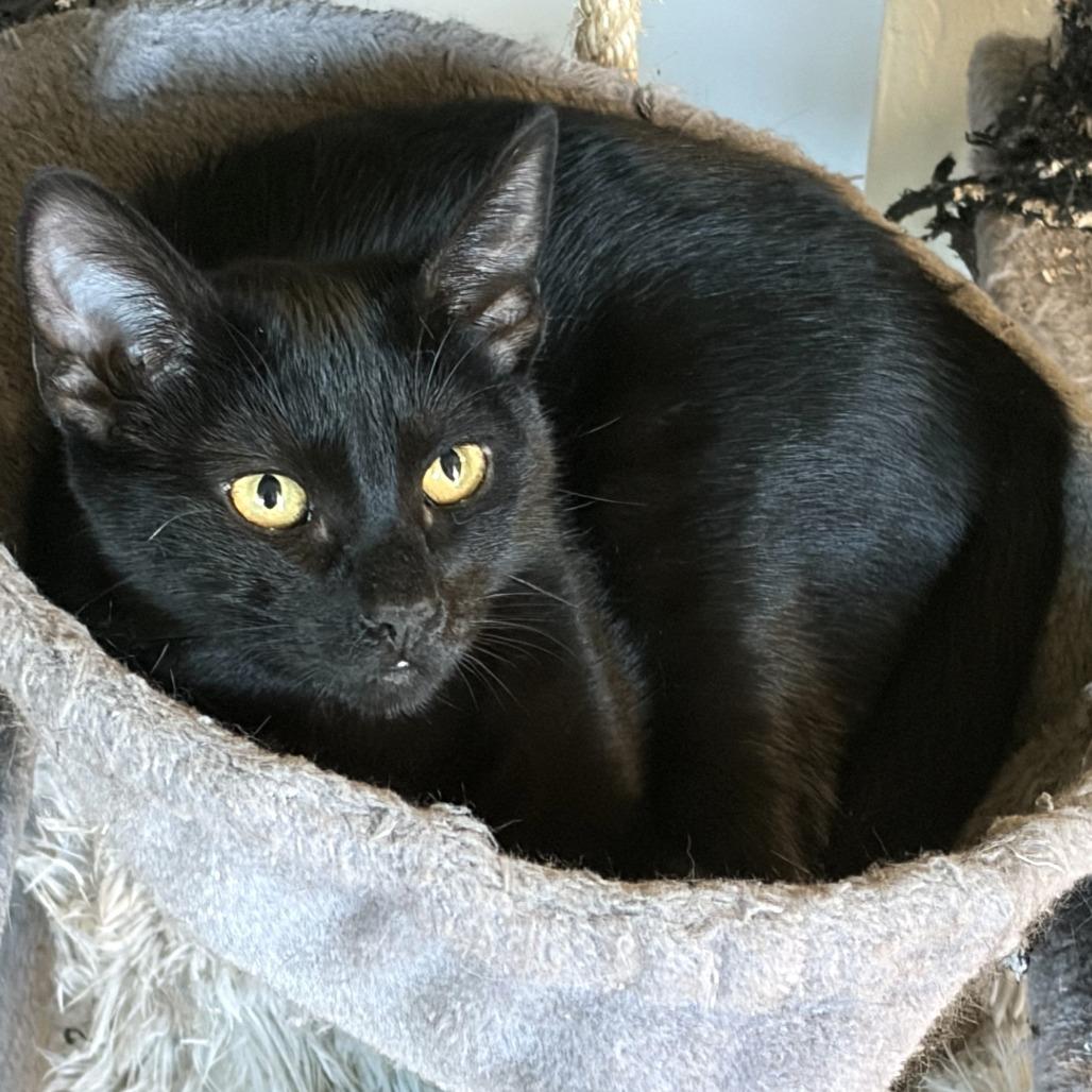 Cascade, a Adoptable Domestic Short Hair in Springfield, OR image 3/3