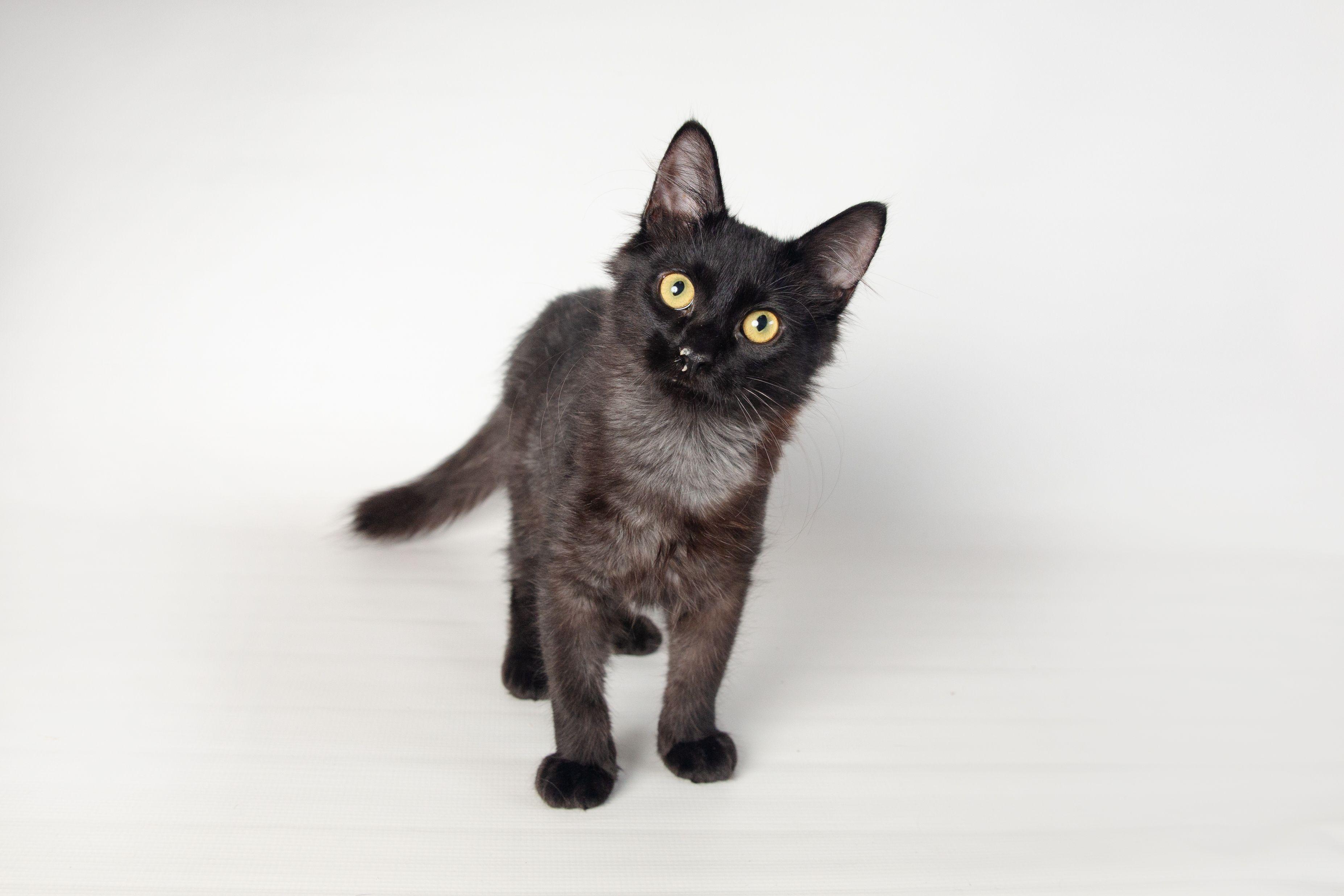 August - FINISHED FIP Treatment, a Adoptable Domestic Medium Hair in Jefferson, LA image 6/6