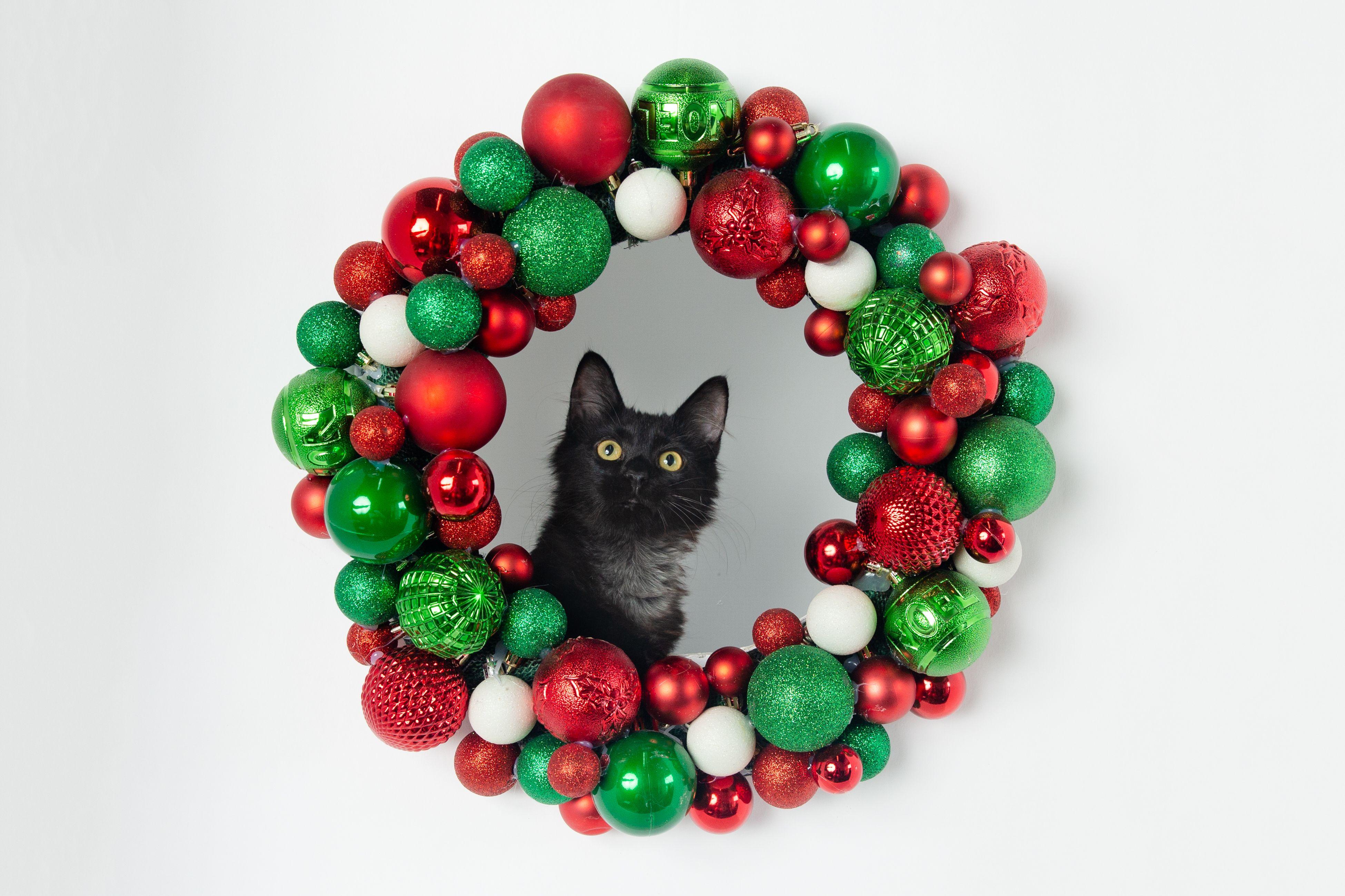 August - FINISHED FIP Treatment, a Adoptable Domestic Medium Hair in Jefferson, LA image 5/6