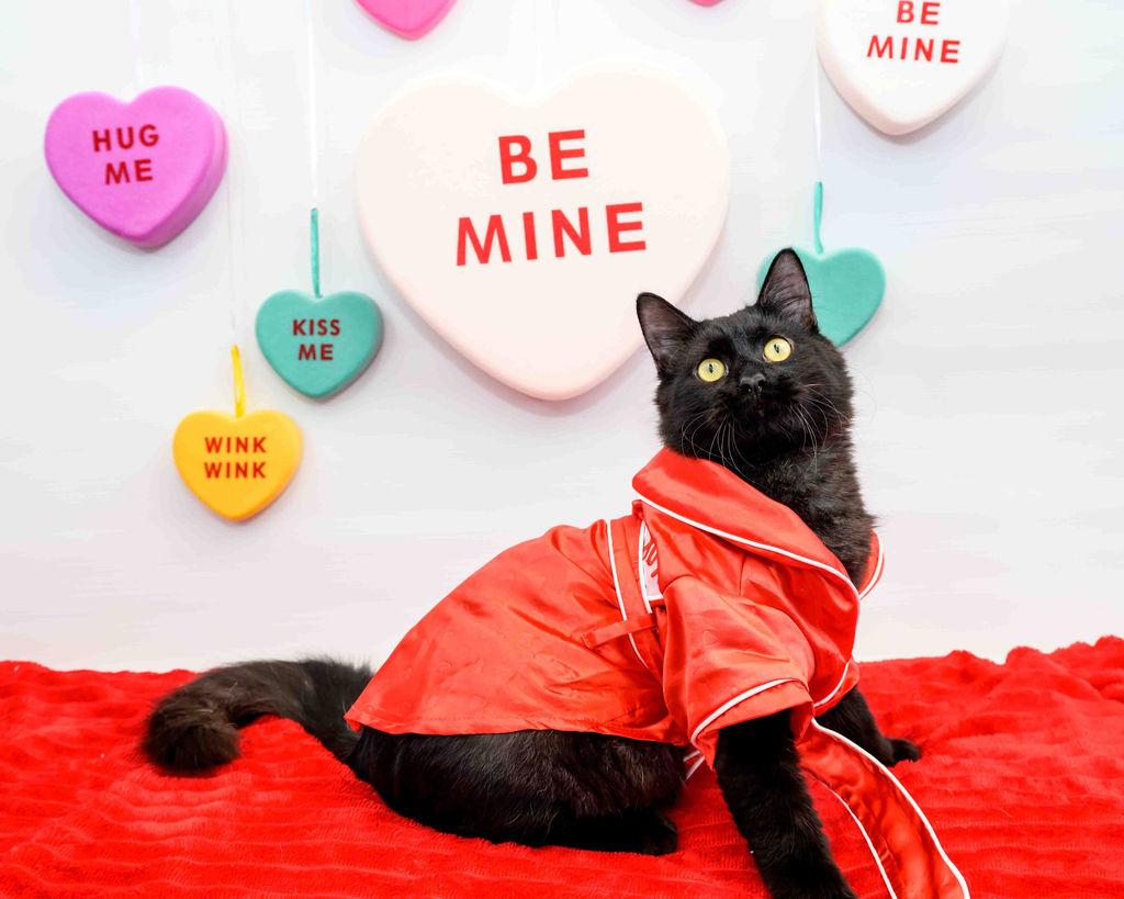 August - FINISHED FIP Treatment, Adoptable, Kitten Male Domestic Medium Hair.