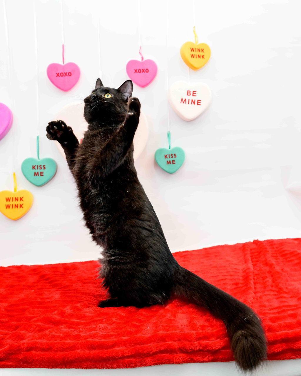 August - FINISHED FIP Treatment, a Adoptable Domestic Medium Hair in Jefferson, LA image 4/6