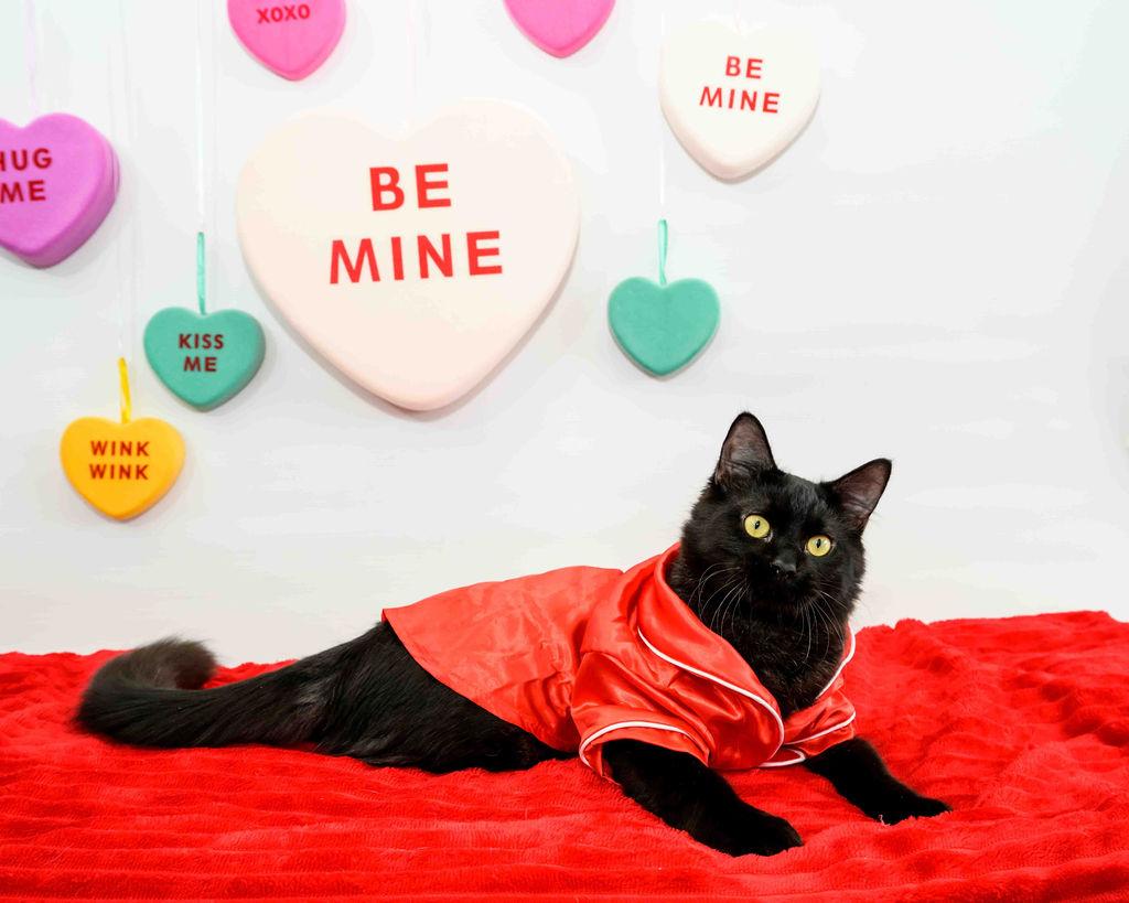 August - FINISHED FIP Treatment, a Adoptable Domestic Medium Hair in Jefferson, LA image 2/6