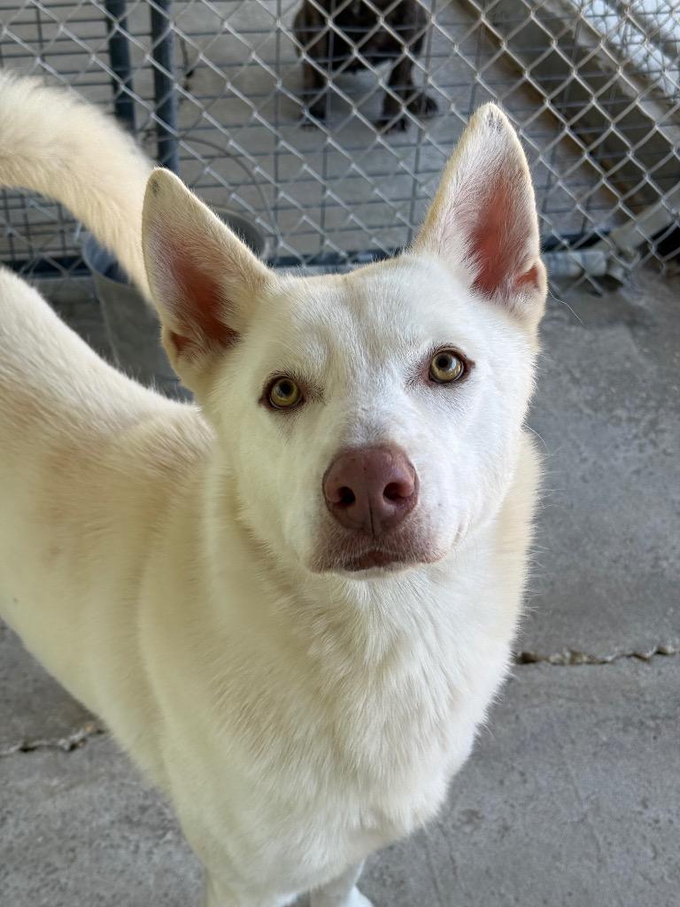 Norvic, Adoptable, Adult Male German Shepherd Dog.