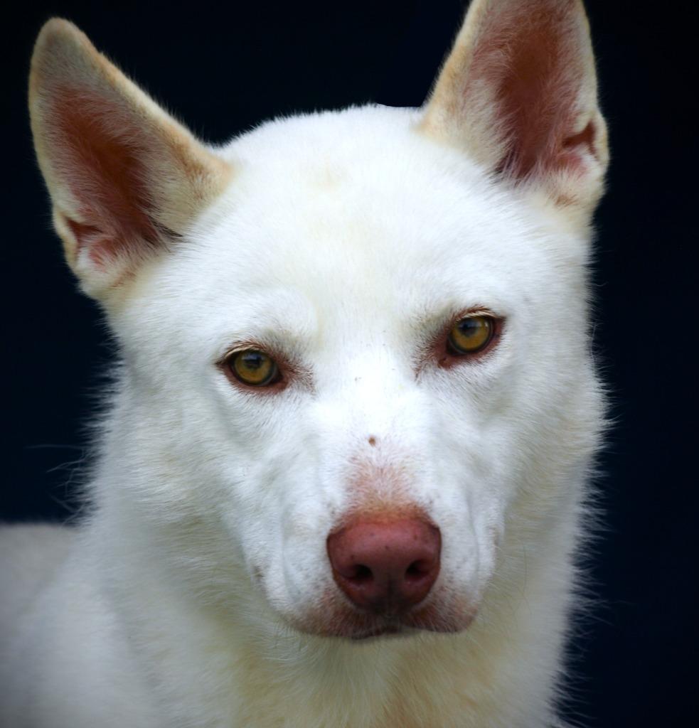 Enlarge Norvic, a Adoptable German Shepherd Dog in Denham Springs, LA image 2/3