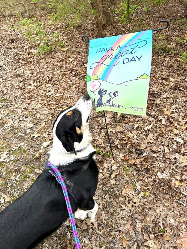 CLARK, an adoptable Entlebucher in Pegram, TN, 37143 | Photo Image 4