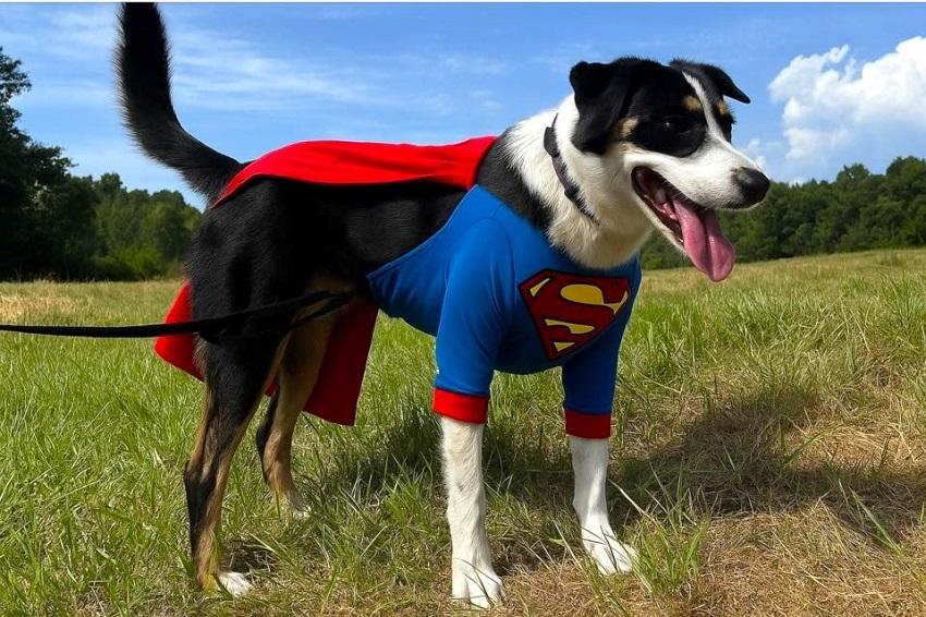 CLARK, an adoptable Entlebucher in Pegram, TN, 37143 | Photo Image 1