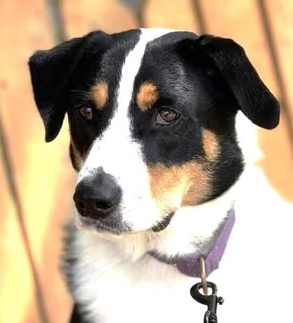 CLARK, an adoptable Entlebucher in Pegram, TN, 37143 | Photo Image 2