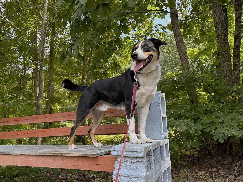 CLARK, an adoptable Entlebucher in Pegram, TN, 37143 | Photo Image 2
