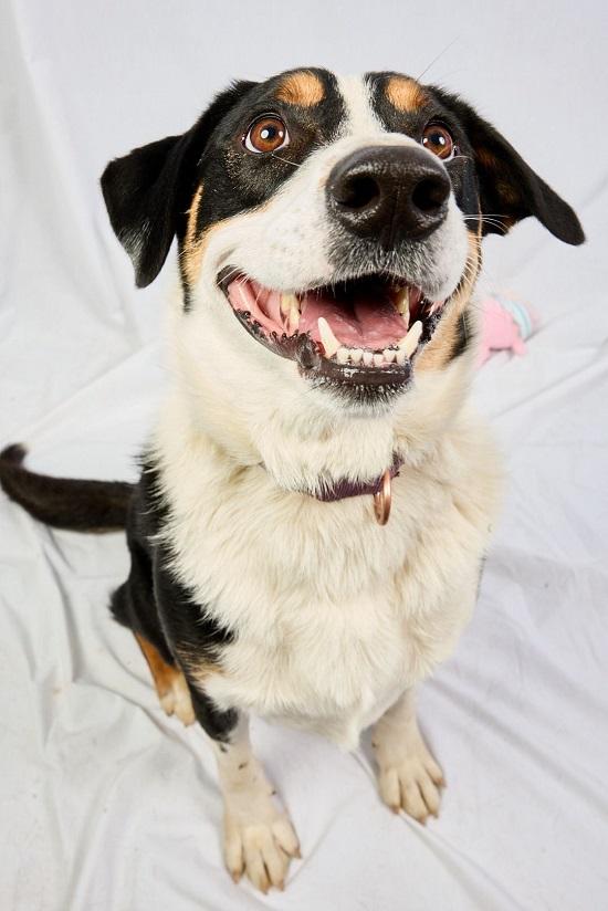 CLARK, an adoptable Entlebucher in Pegram, TN, 37143 | Photo Image 3