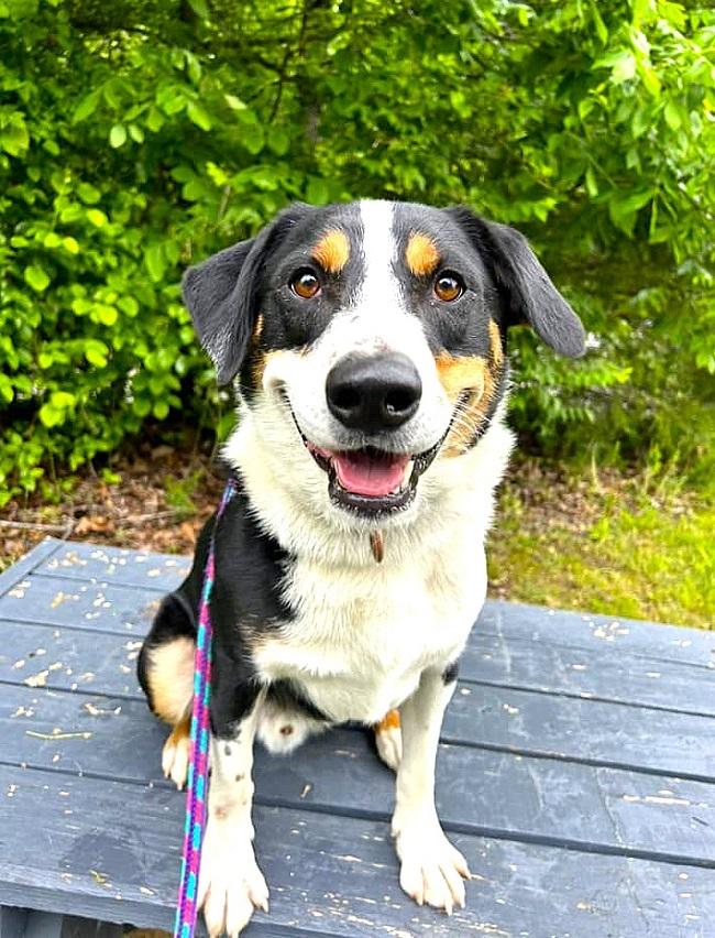 CLARK, an adoptable Entlebucher in Pegram, TN, 37143 | Photo Image 5
